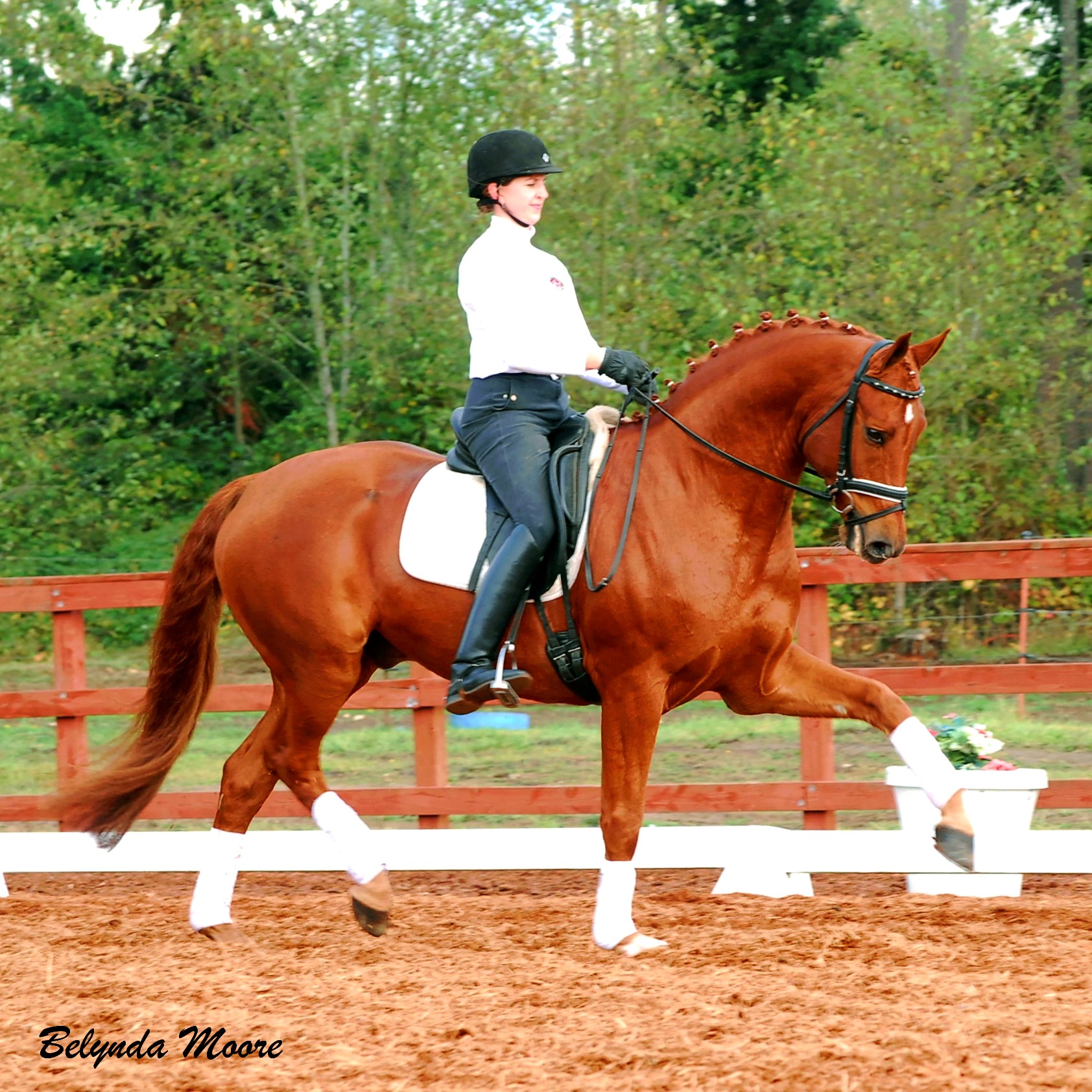 HW Farm SOLD Horse El Capitano HW